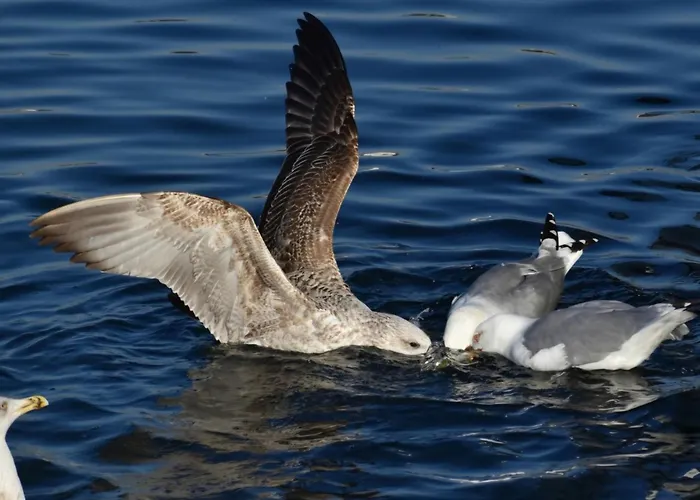 Holiday home Ytterviks Rorbu Lofoten With Private Sauna *
