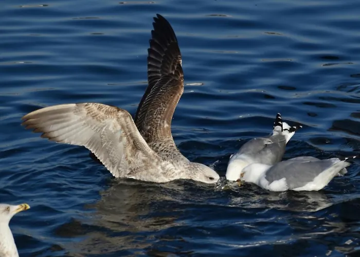 Ytterviks Rorbu Lofoten With Private Sauna